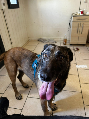 Adopter Ursu