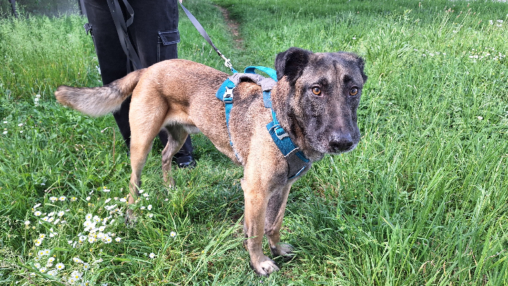 Adopter Ursu