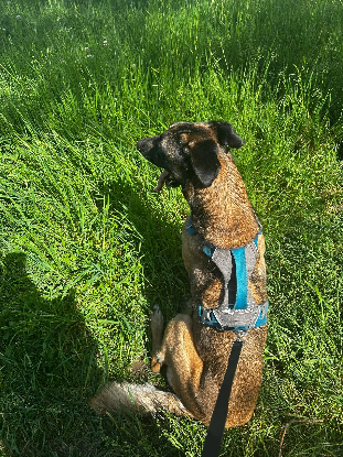 Adopter Ursu