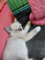 Adopter  chat : Colette