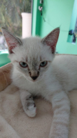 Adopter  chat : Liliss