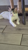 Adopter  chat : Clio