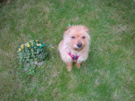 Adopter  chien : Spirou