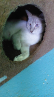 Adopter  chat : Saphira