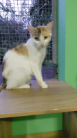Adopter  chat : Lucinda