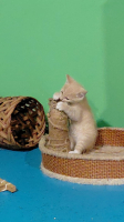 Adopter  chat : Loucy