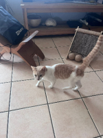 Adopter  chat : Rocky