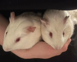 Adopter  NAC : Bella & bianca