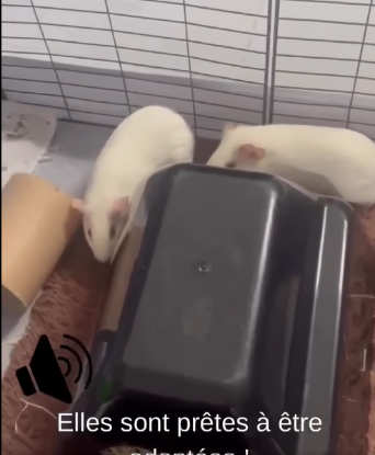 Adopter Bella & bianca