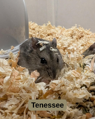 Adopter Dakota