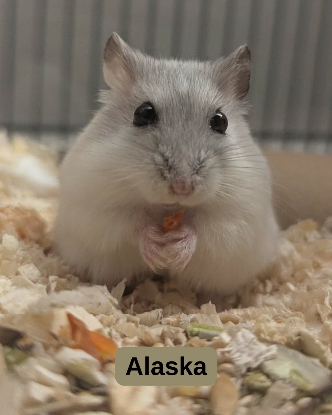 Adopter Dakota