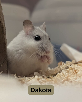 Adoption Dakota