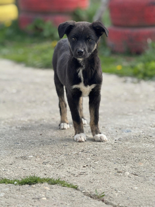 Adopter Salsa