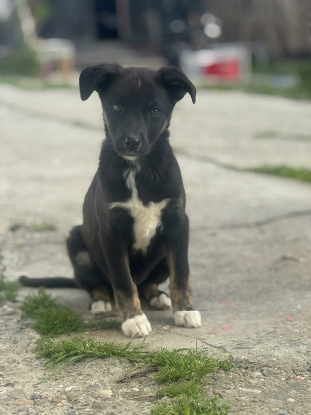 Adoption Salsa