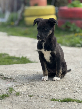 Adopter Salsa
