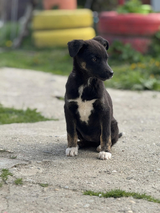 Adoption Salsa