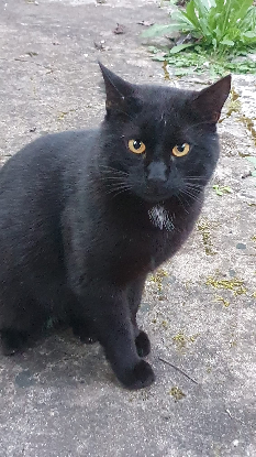 Adopter Sami