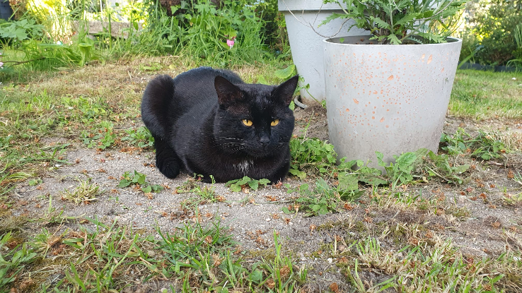 Adopter Sami
