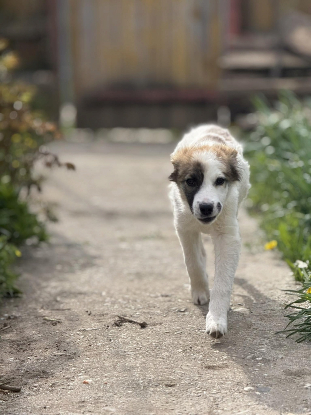 Adopter Samba