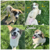 Adopter  chien : Samba