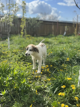 Adoption Samba