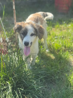 Adopter Samba