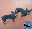 Lola/f et lolo/m