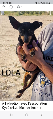 Adopter Lola/f et lolo/m