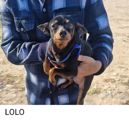 Adopter Lola/f et lolo/m