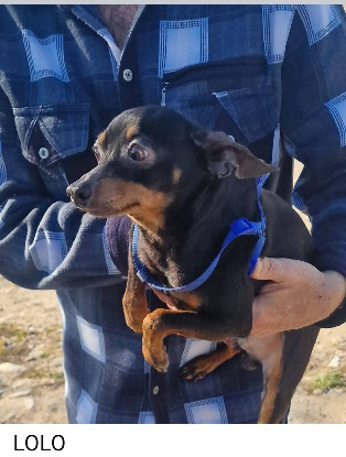Adoption Lola/f et lolo/m