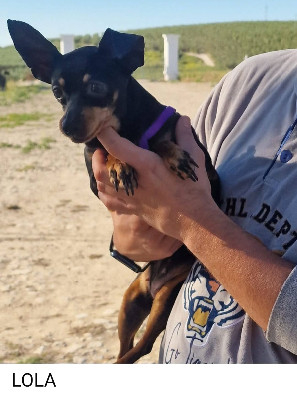 Adoption Lola/f et lolo/m