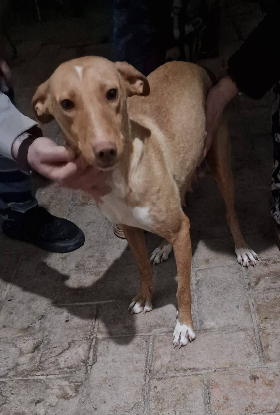 Adopter Rayco