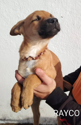 Adopter Rayco