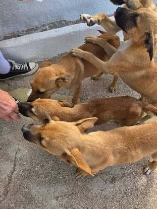 Adoption Rayco