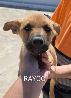 Adoption Rayco