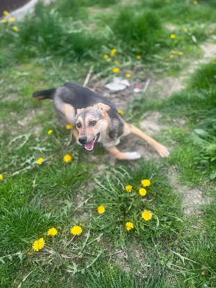 Adopter Bélize