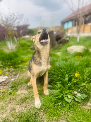 Adopter Bélize