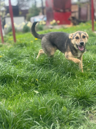 Adopter Bélize