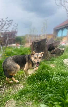 Adoption Bélize