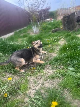 Adoption Bélize