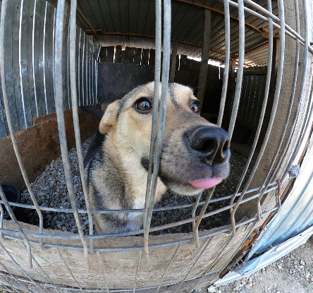 Adoption Bélize