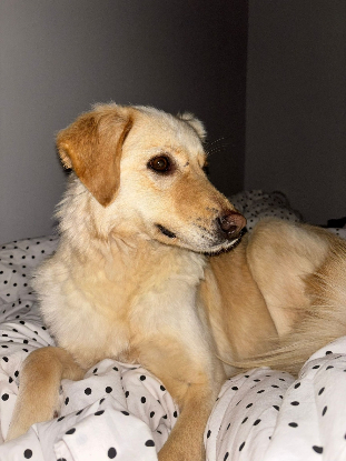 Adoption Lazlo en famille d'accueil