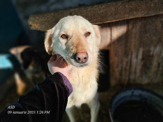 Adoption Lazlo en famille d'accueil