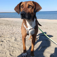 Adopter  chien : Betty en famille d'accueil