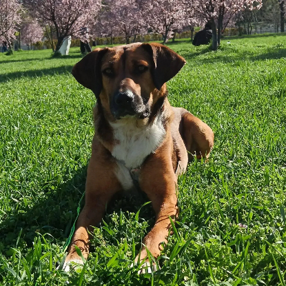 Adopter Betty en famille d'accueil
