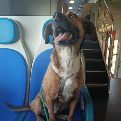 Adopter Betty en famille d'accueil