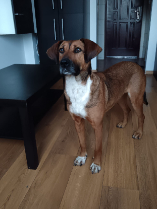 Adoption Betty en famille d'accueil