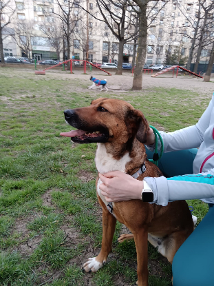 Adoption Betty en famille d'accueil