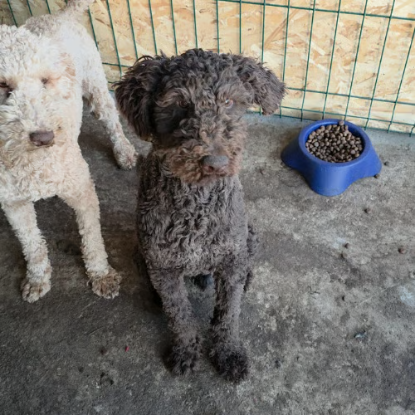 Adopter Patachou