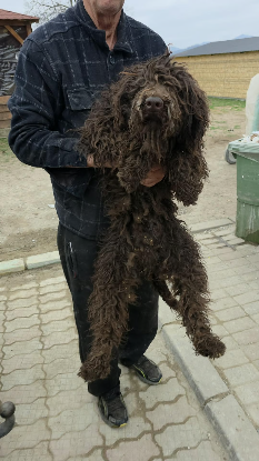 Adoption Patachou